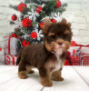 Photo №2 to announcement № 8353 for the sale of yorkshire terrier - buy in Russian Federation private announcement