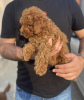 Photo №3. Miniature Poodle puppies. Serbia