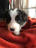 Photo №4. I will sell border collie in the city of Kalisz. breeder - price - negotiated