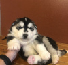 Photo №2 to announcement № 99744 for the sale of siberian husky - buy in United Kingdom breeder