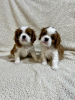Photo №2 to announcement № 99472 for the sale of cavalier king charles spaniel - buy in Serbia breeder