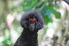 Photo №3. Toy poodle. Serbia