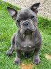 Photo №1. french bulldog - for sale in the city of Zürich | Is free | Announcement № 96408