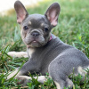 Photo №1. french bulldog - for sale in the city of Гамбург | 264$ | Announcement № 124486