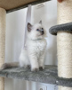 Additional photos: ragdoll cat