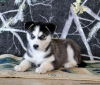 Photo №2 to announcement № 45897 for the sale of siberian husky - buy in United States 