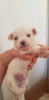 Photo №1. maltese dog - for sale in the city of Budapest | 500$ | Announcement № 19344