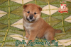Photo №1. shiba inu - for sale in the city of Khmelnitsky | negotiated | Announcement № 73350
