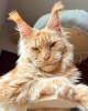 Photo №1. maine coon - for sale in the city of Berlin | 317$ | Announcement № 102664