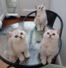 Photo №3. Gorgeous British Shorthair kittens for you. United States