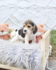Photo №4. I will sell beagle in the city of Nuremberg. private announcement, from nursery, from the shelter - price - Is free