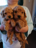 Photo №1. non-pedigree dogs - for sale in the city of Bamberg | Is free | Announcement № 116469