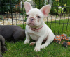 Additional photos: French Bulldog puppies for sale.