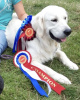 Photo №4. I will sell golden retriever in the city of Sint-Niklaas. private announcement, breeder - price - 423$