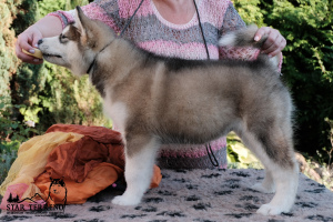 Photo №2 to announcement № 3321 for the sale of alaskan malamute - buy in Belarus 