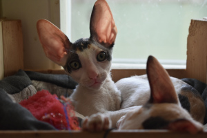 Photo №1. cornish rex - for sale in the city of Minsk | Negotiated | Announcement № 2097