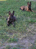 Additional photos: Dutch Shepherd puppies