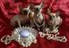 Photo №1. sphynx cat - for sale in the city of Штутгарт | 1040$ | Announcement № 31807