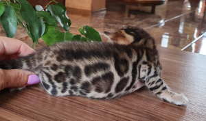 Photo №2 to announcement № 3568 for the sale of bengal cat - buy in Ukraine from nursery, breeder