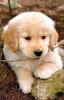 Photo №2 to announcement № 46546 for the sale of golden retriever - buy in United States private announcement