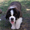 Additional photos: St. Bernard show class puppies