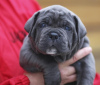 Additional photos: CANE CORSO puppies