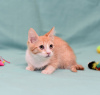 Photo №3. Kitten Zlata - red baby sunshine is looking for a home!. Russian Federation