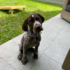 Photo №3. Germany shorthaired pointer puppies. Germany