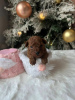 Photo №2 to announcement № 86366 for the sale of poodle (toy) - buy in Serbia 