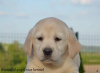 Photo №2 to announcement № 99379 for the sale of labrador retriever - buy in Serbia breeder