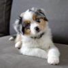 Photo №1. australian shepherd - for sale in the city of Kaunas | negotiated | Announcement № 120702