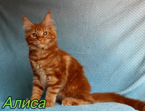 Photo №1. maine coon - for sale in the city of St. Petersburg | 335$ | Announcement № 3343