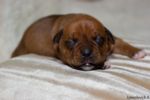 Photo №2 to announcement № 3984 for the sale of staffordshire bull terrier - buy in Russian Federation breeder