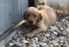 Photo №1. golden retriever - for sale in the city of Berlin | Is free | Announcement № 126939