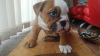 Photo №4. I will sell english bulldog in the city of Berlin.  - price - 423$