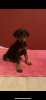 Additional photos: Purebred Doberman puppies for sale 1.5 months.