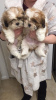 Photo №1. shih tzu - for sale in the city of Woltersdorf | Is free | Announcement № 30195