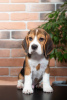 Photo №3. Healthy cute Beagle puppies available now for sale. United States