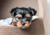 Photo №1. yorkshire terrier - for sale in the city of Berlin | negotiated | Announcement № 97603
