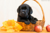 Photo №2 to announcement № 8182 for the sale of labrador retriever - buy in Russian Federation breeder