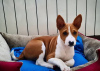 Photo №1. basenji - for sale in the city of Berlin | negotiated | Announcement № 109157