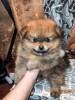 Photo №2 to announcement № 8702 for the sale of german spitz - buy in Russian Federation breeder