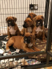 Photo №3. Stunning litter of 5 boxer puppies. Germany