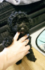 Photo №1. poodle (royal) - for sale in the city of Orange | 400$ | Announcement № 100205