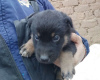 Photo №1. non-pedigree dogs - for sale in the city of Minsk | Is free | Announcement № 21940