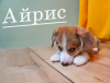 Photo №2 to announcement № 47151 for the sale of welsh corgi - buy in Russian Federation breeder