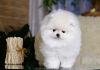 Photo №4. I will sell pomeranian in the city of Гамбург. private announcement - price - 280$