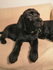 Photo №1. labrador retriever - for sale in the city of Chemnitz | 1268$ | Announcement № 36506