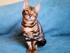 Photo №4. I will sell bengal cat in the city of Minsk. from nursery, breeder - price - 461$