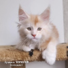 Photo №2 to announcement № 47057 for the sale of maine coon - buy in Russian Federation from nursery